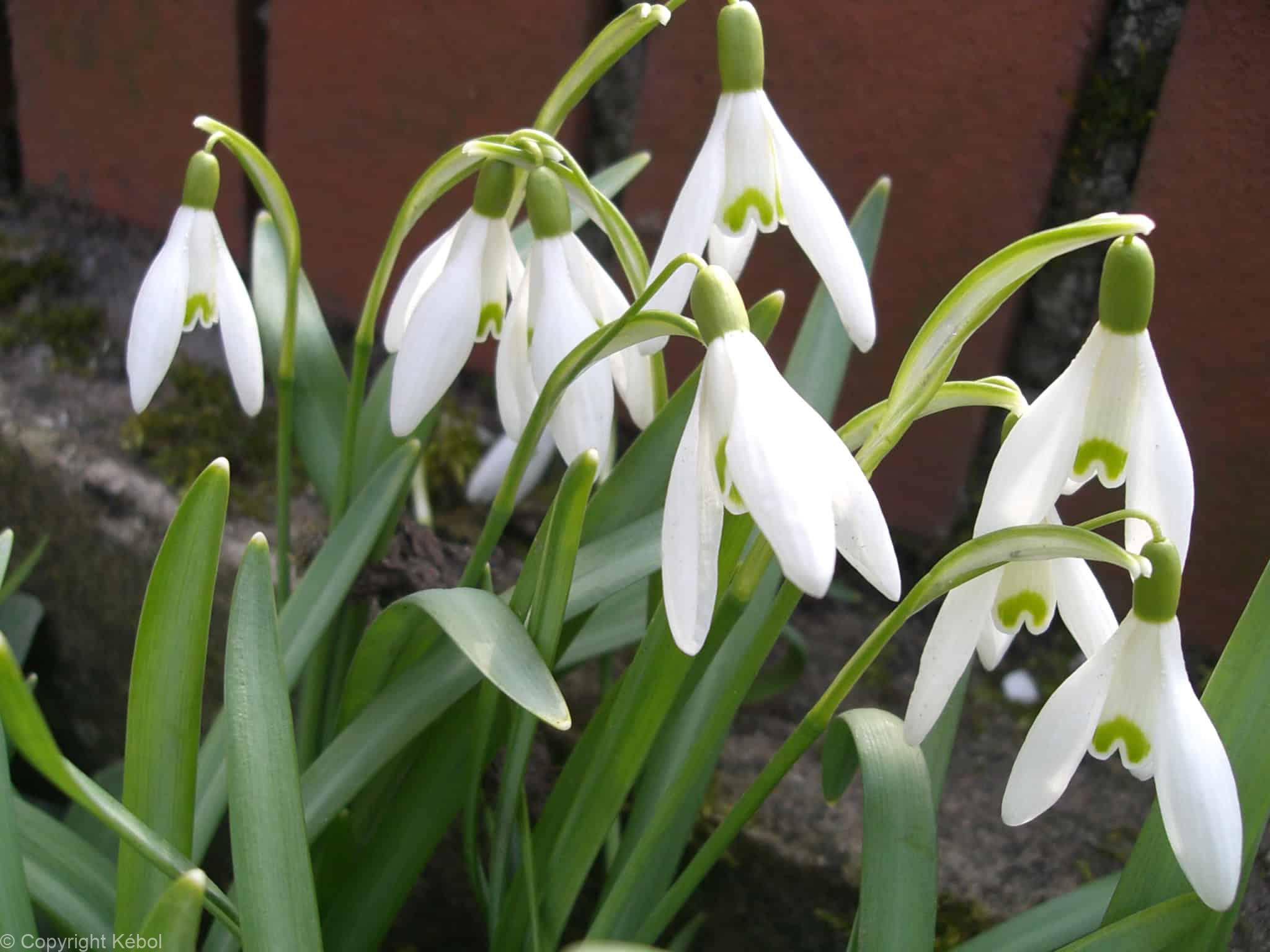Galanthus woronowii