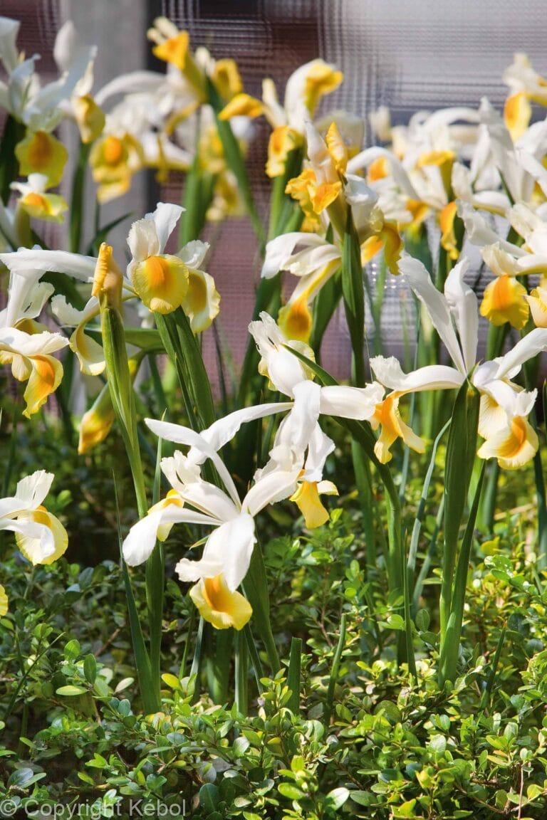 Iris Hollandica Montecito