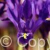 Iris Reticulata J.S. Dijt