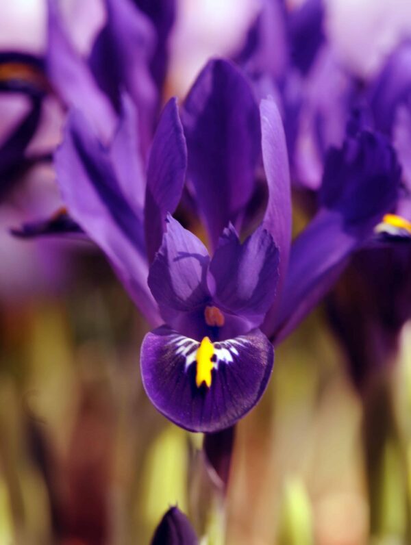 Iris Reticulata J.S. Dijt