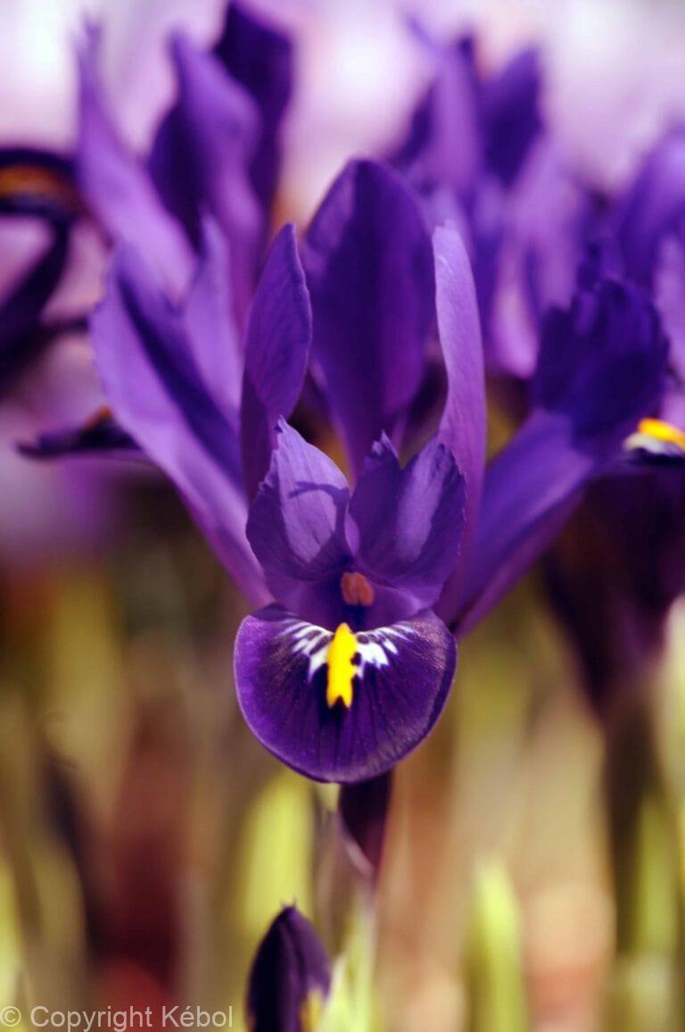 Iris Reticulata J.S. Dijt