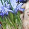 Iris Reticulata Alida