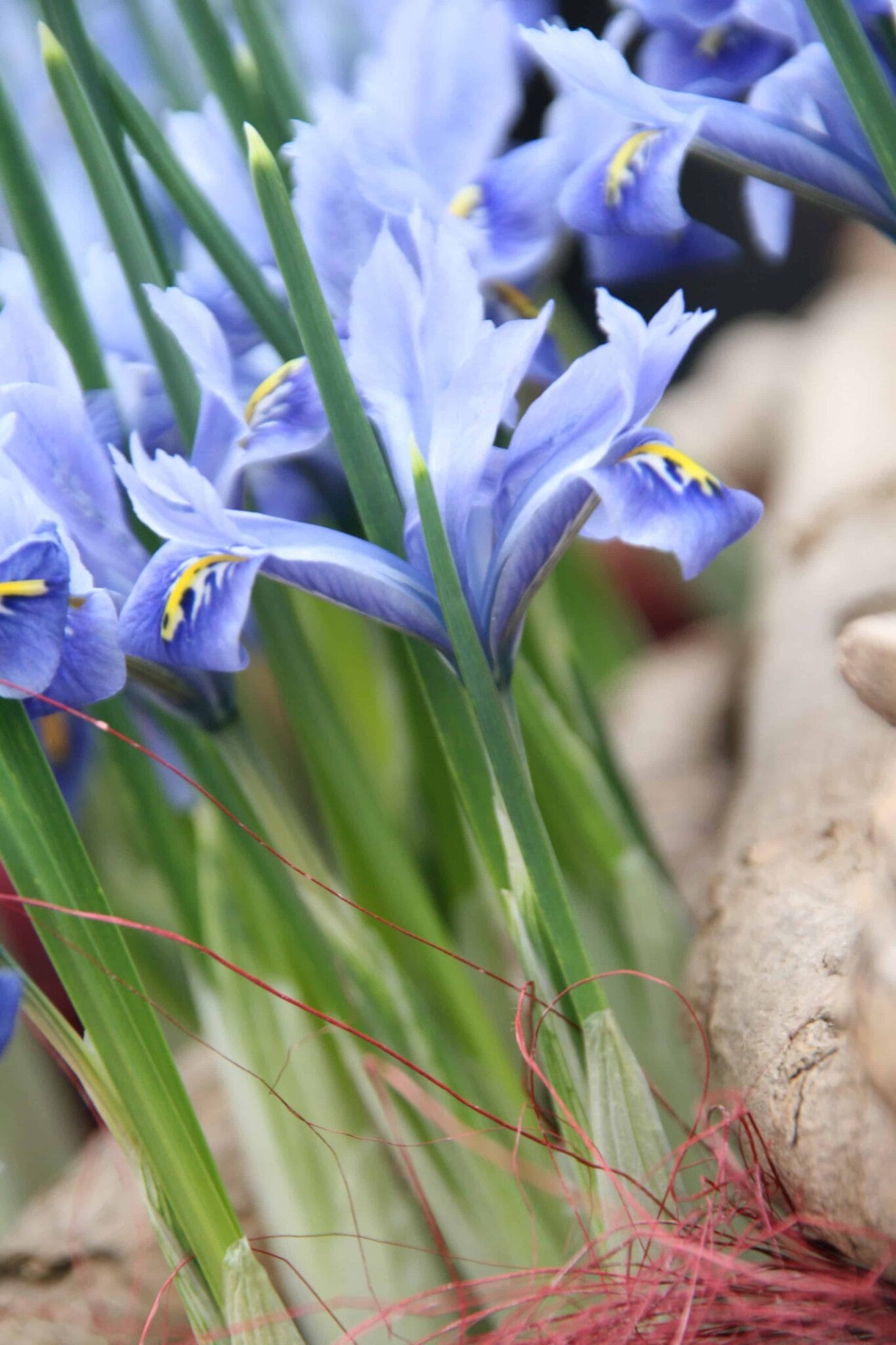 Iris Reticulata Alida