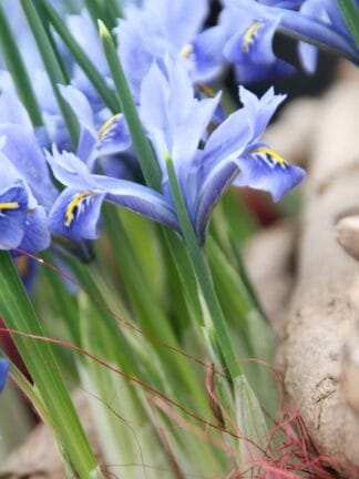 Iris Reticulata Alida