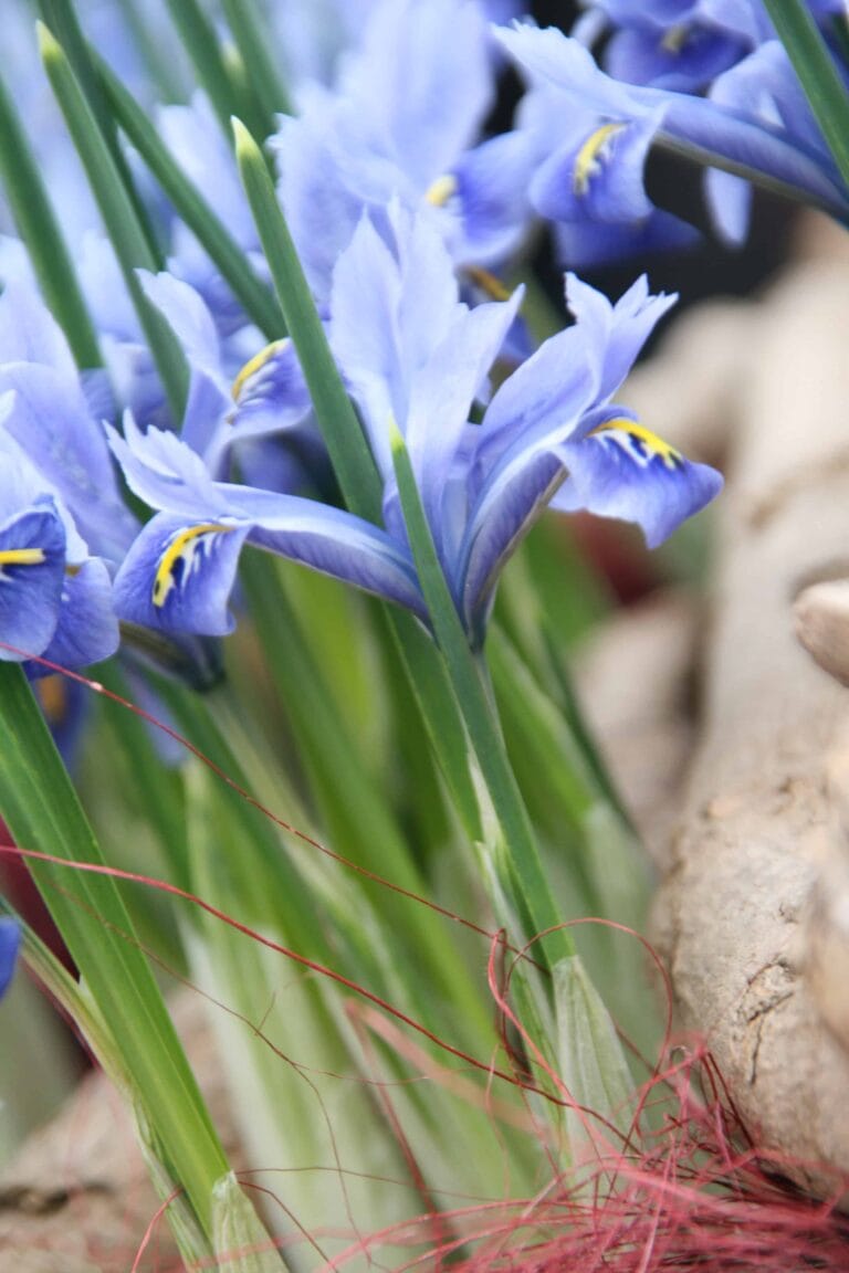 Iris Reticulata Alida