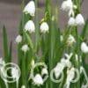 Leucojum Aestivum