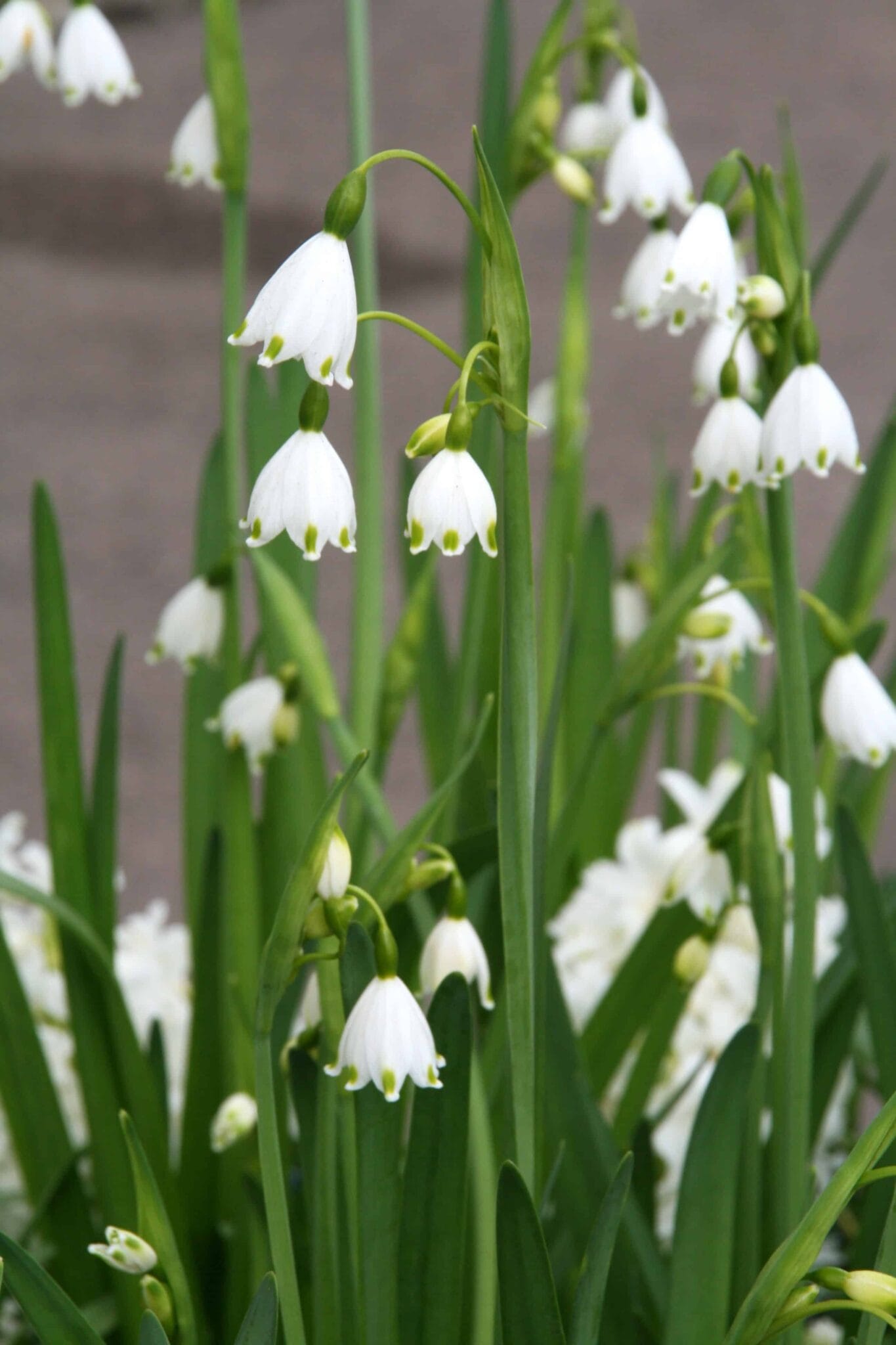 Leucojum Aestivum