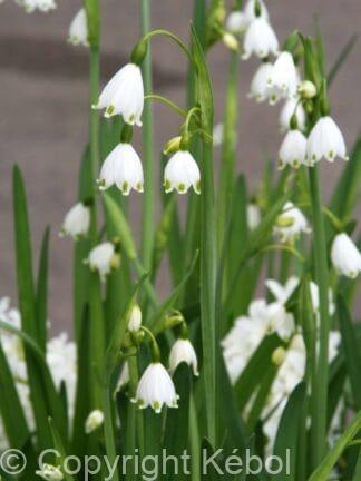 Leucojum Aestivum