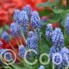 Muscari Armeniacum