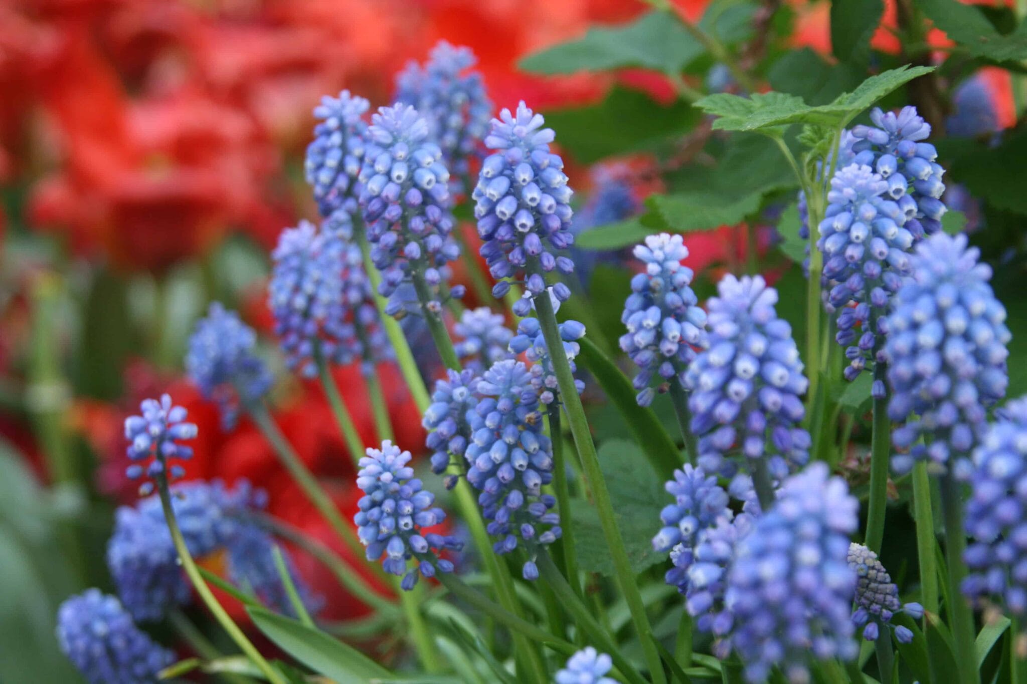 Muscari Armeniacum