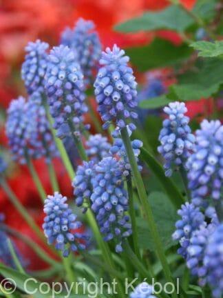 Muscari Armeniacum