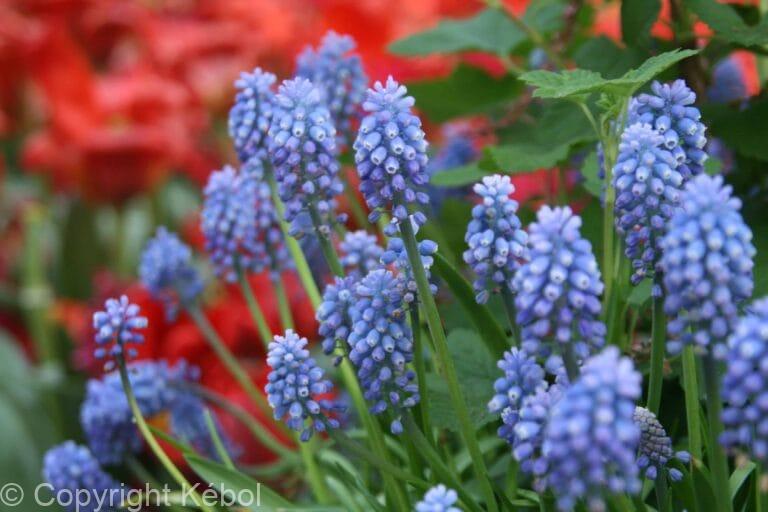 Muscari Armeniacum