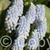 Muscari Baby's Breath