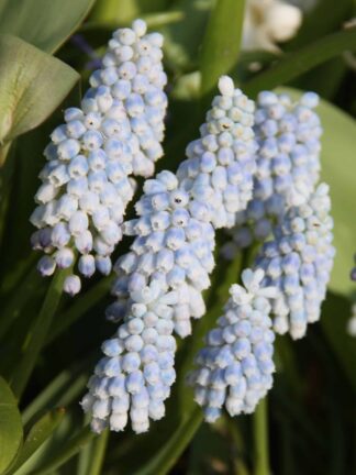 Muscari Baby's Breath