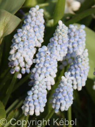 Muscari Baby's Breath