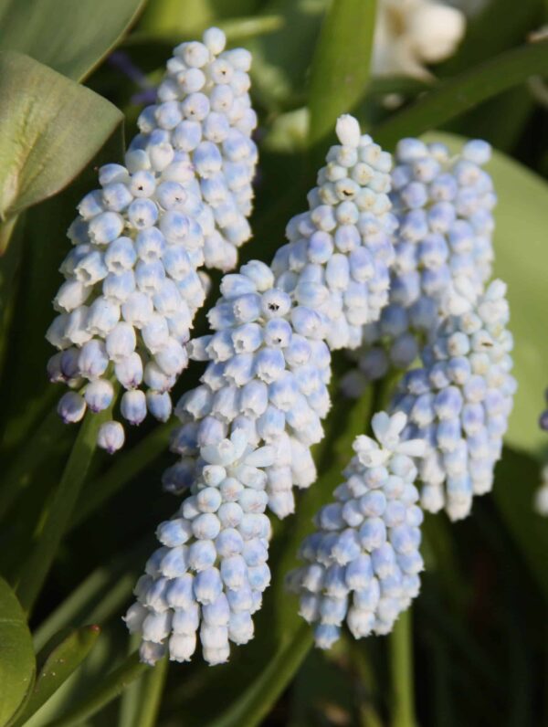 Muscari Baby's Breath