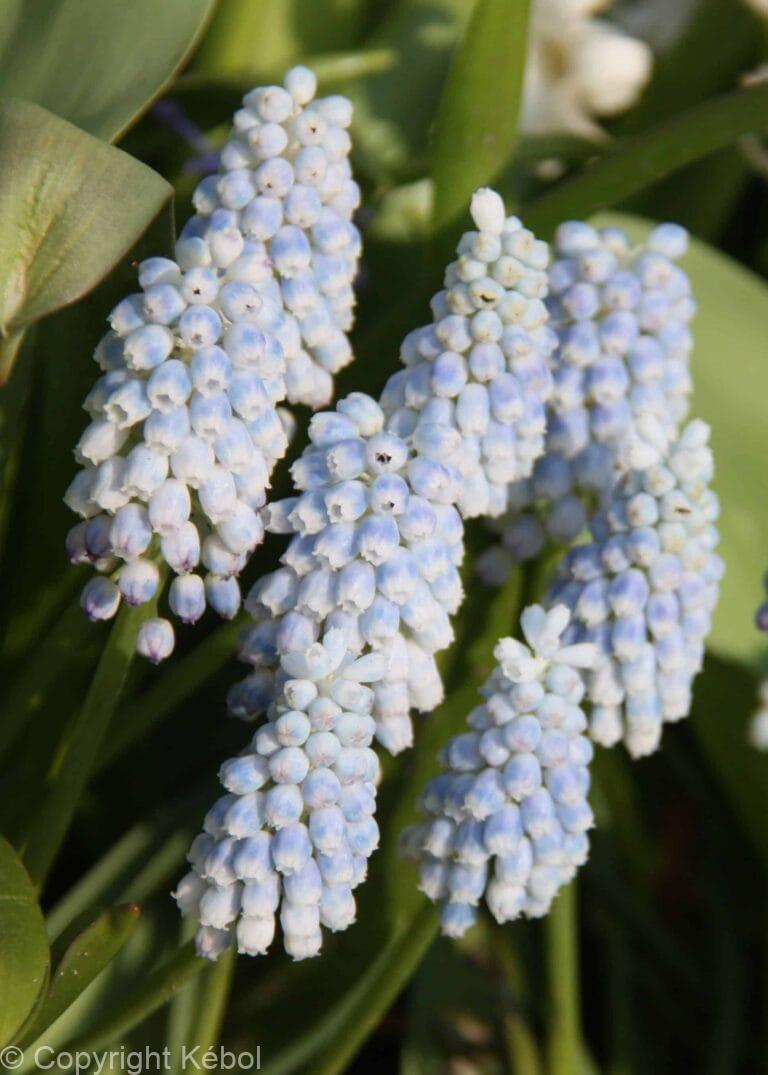 Muscari Baby's Breath
