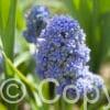 Muscari Blue Spike