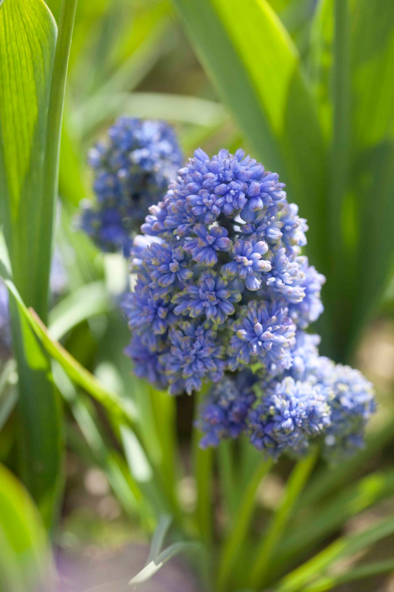 Muscari Blue Spike