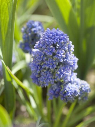 Muscari Blue Spike