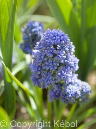 Muscari Blue Spike