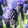 Muscari Latifolium