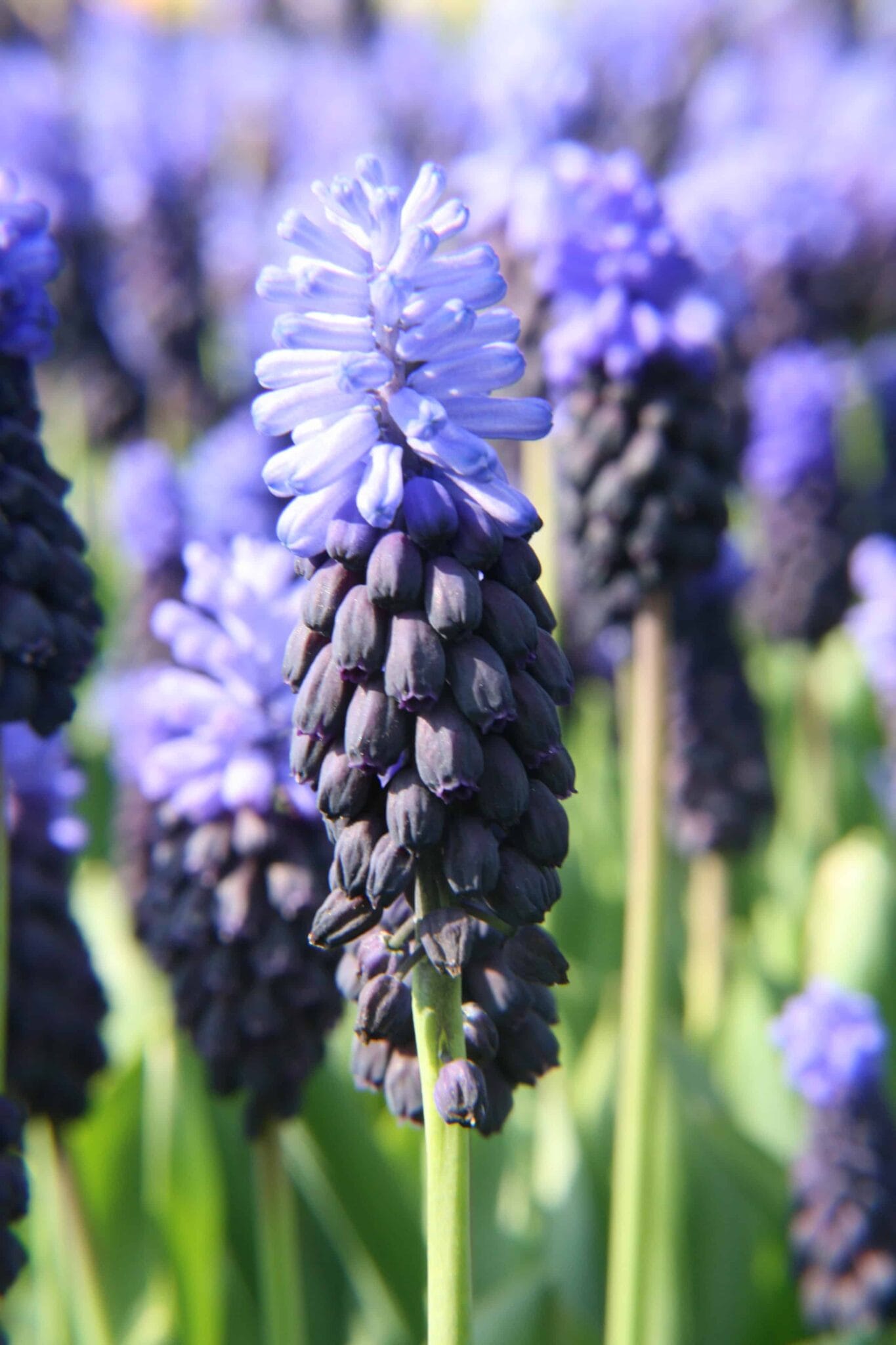 Muscari Latifolium