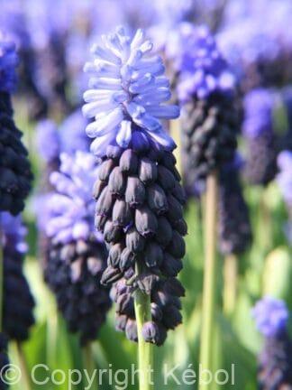 Muscari Latifolium