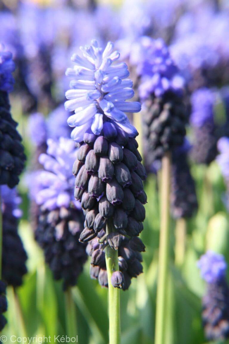 Muscari Latifolium