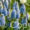 Muscari Mountain Lady