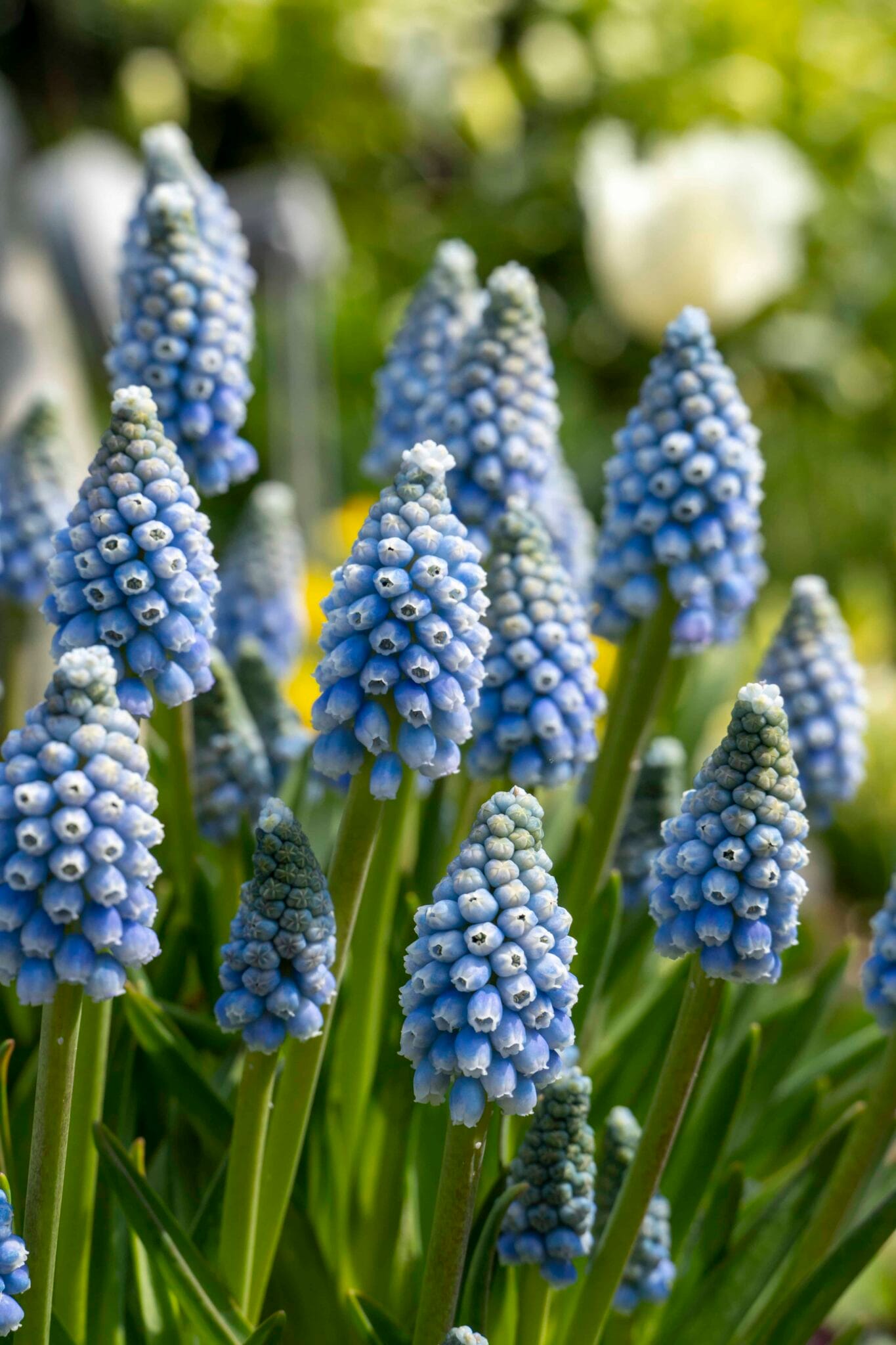 Muscari Mountain Lady