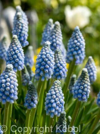 Muscari Mountain Lady