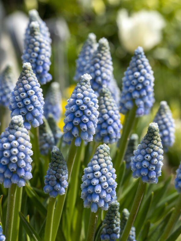 Muscari Mountain Lady