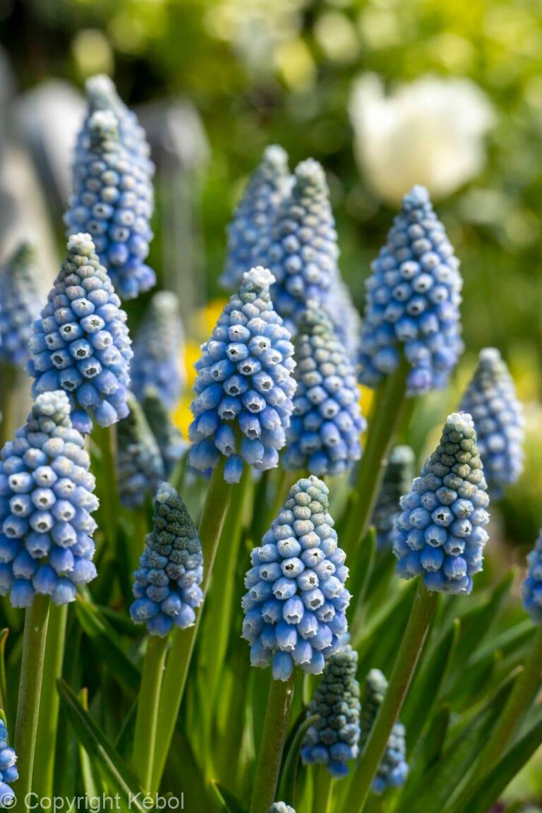 Muscari Mountain Lady
