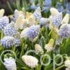 Muscari Mixed