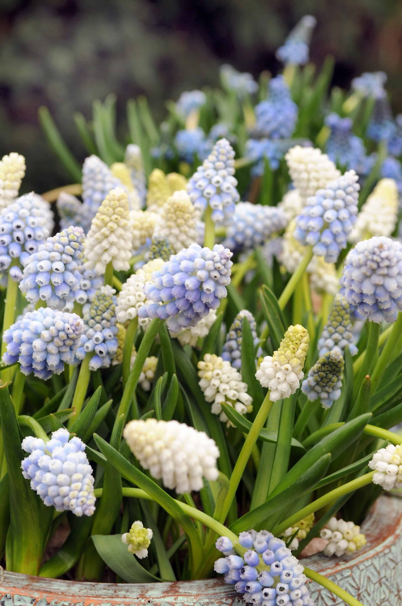 Muscari Mixed