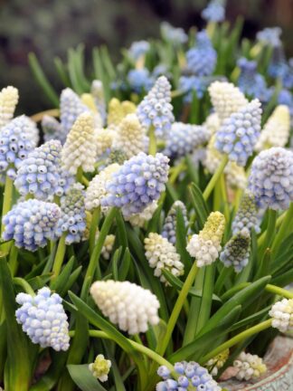 Muscari Mixed