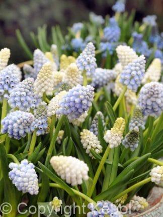 Muscari Mixed