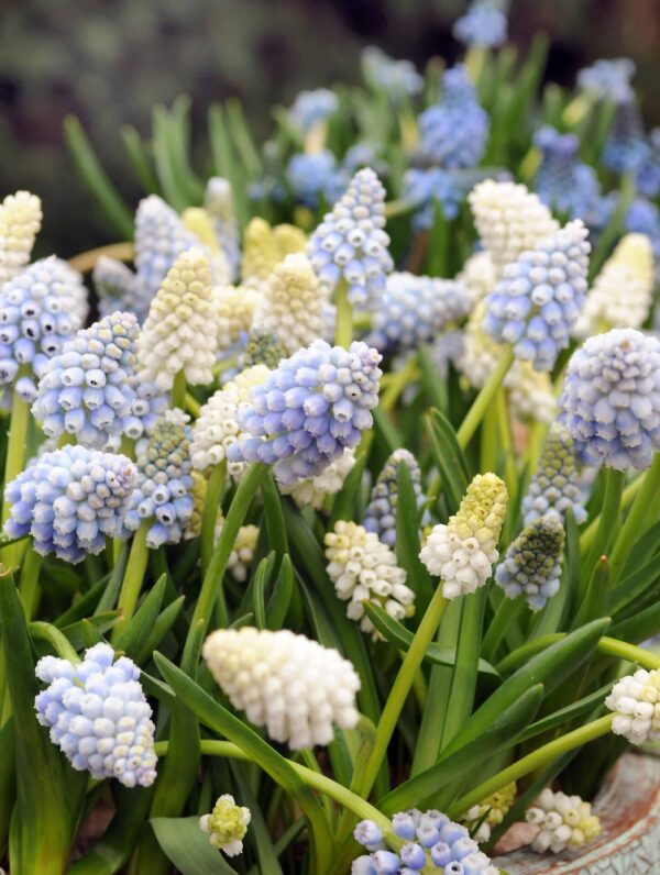 Muscari Mixed
