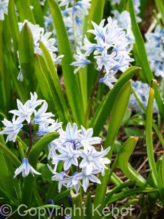 Puschkinia Libanotica