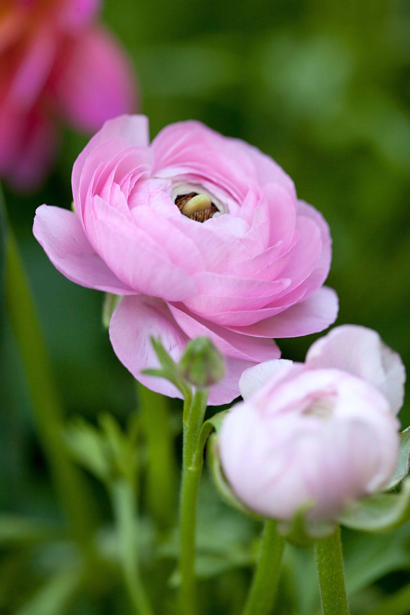 Ranunculus Pink