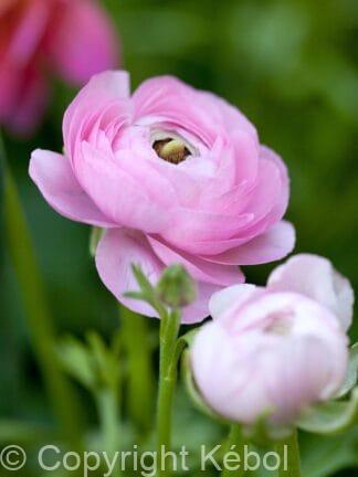 Ranunculus Pink