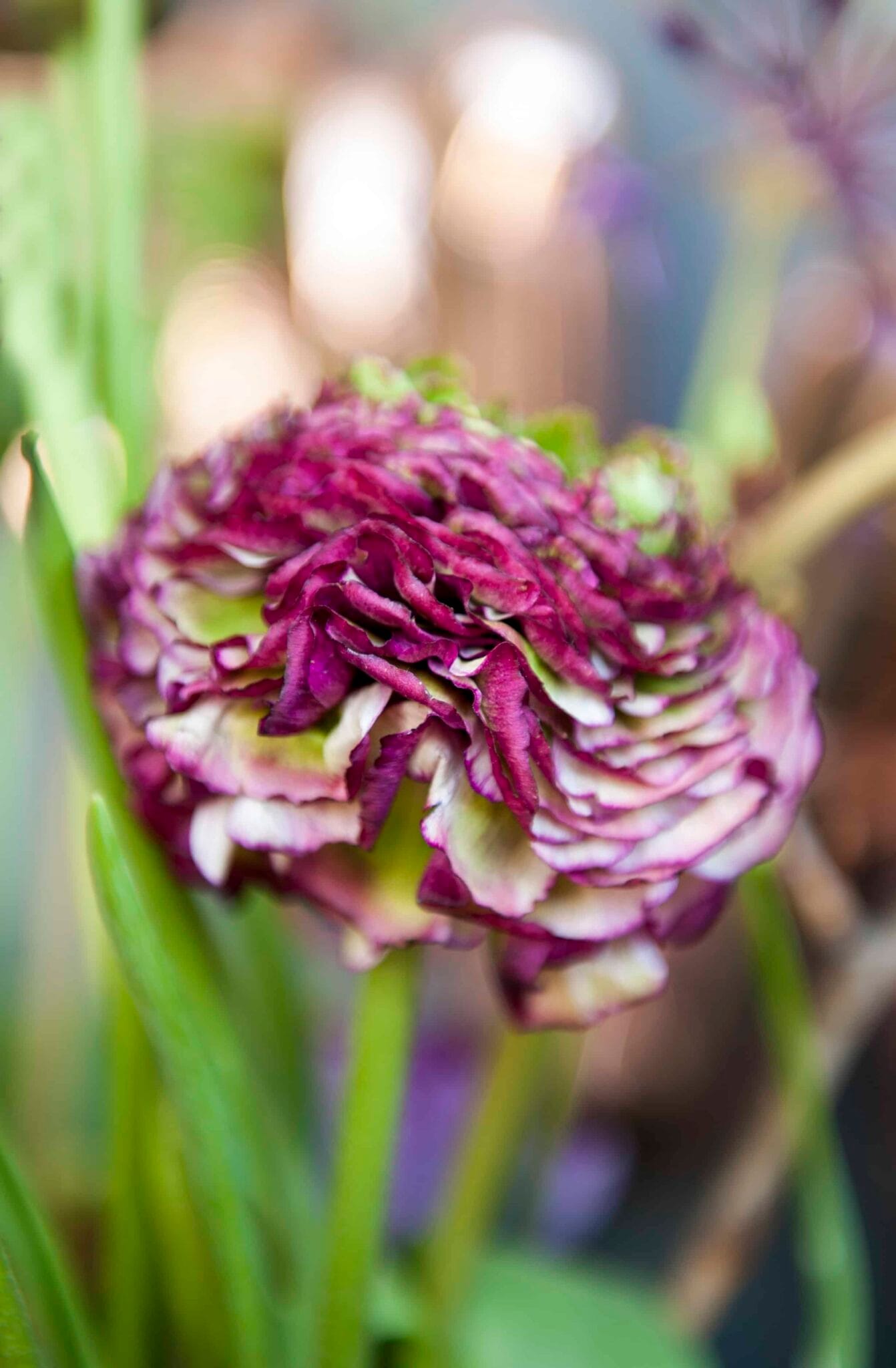 Ranunculus Purple