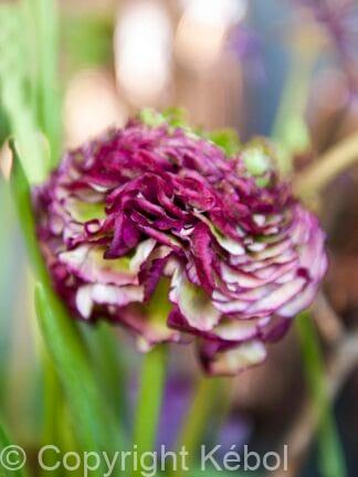 Ranunculus Purple