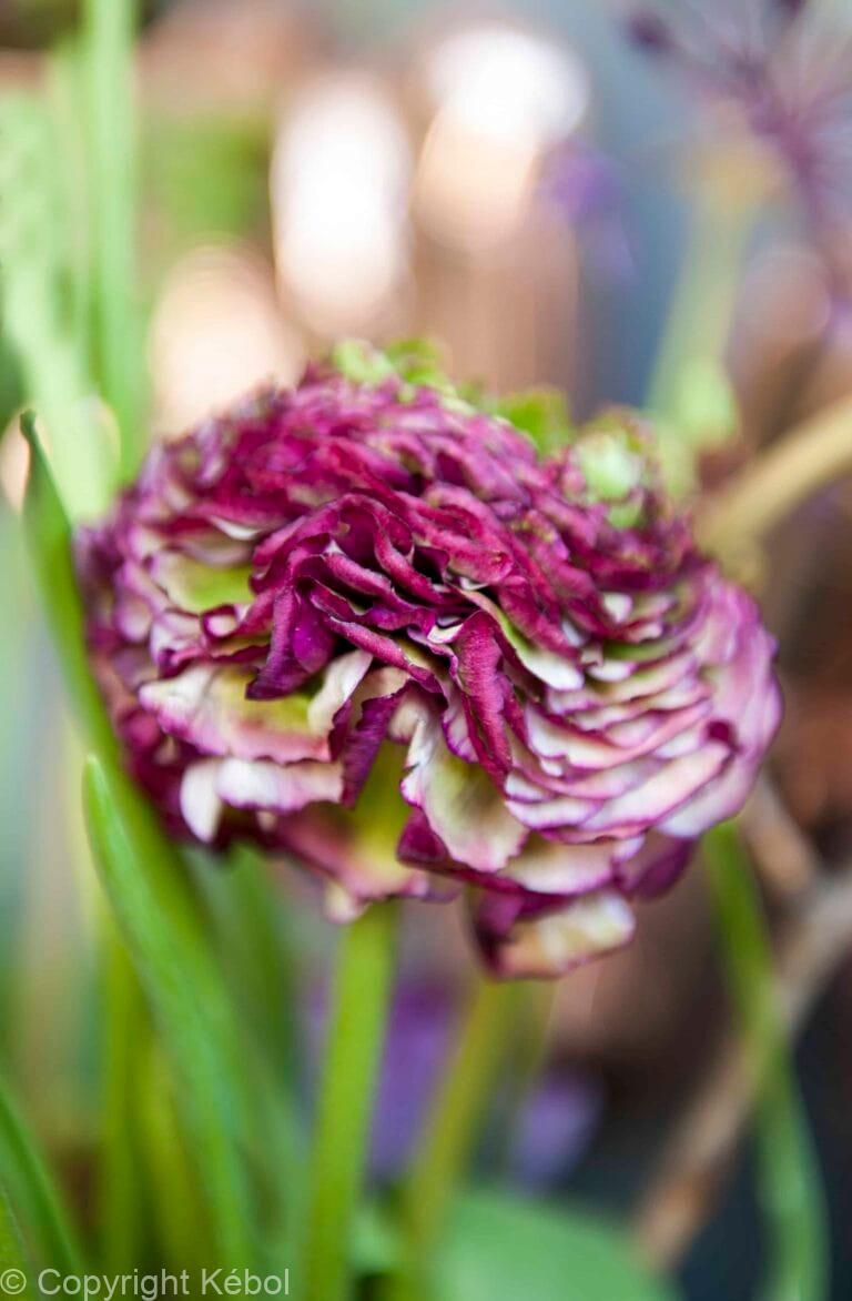 Ranunculus Purple