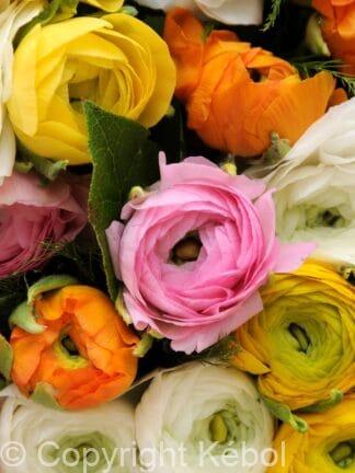 Ranunculus Mixed