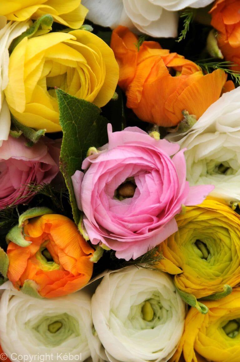 Ranunculus Mixed