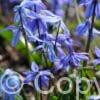 Scilla Siberica