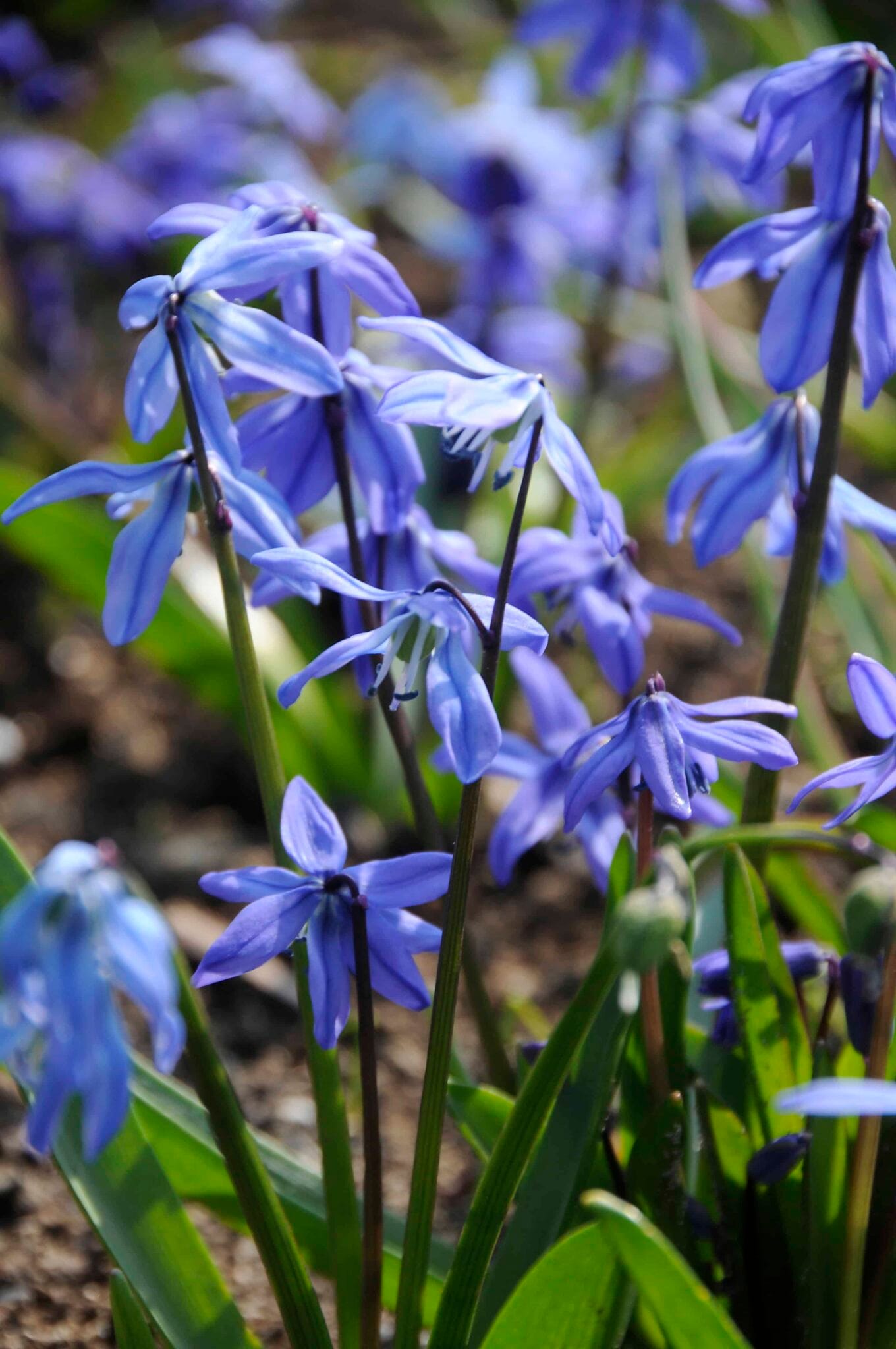 Scilla Siberica