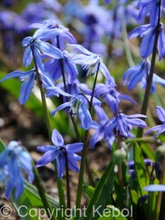 Scilla Siberica